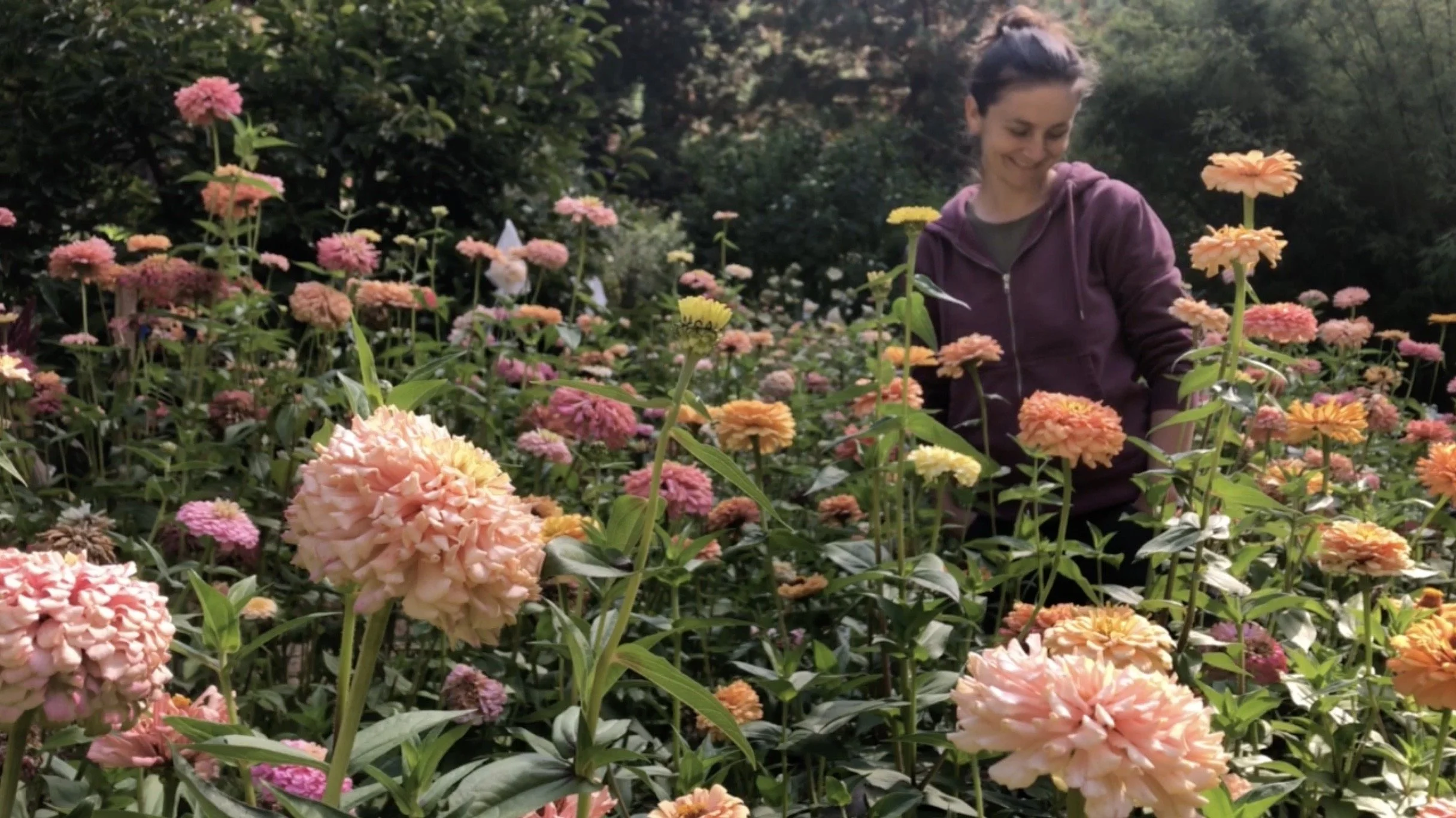 Zinnia Dawn Creek Blush — DAWN CREEK FARM